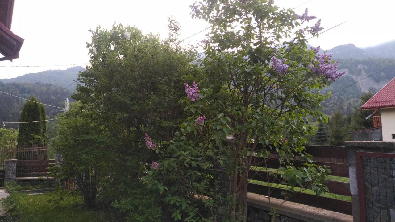 Poiana Dintre Brazi Chalet, Bucegi Panorama سِنايا المظهر الخارجي الصورة